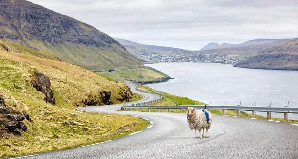 Mouton Sheep View Google