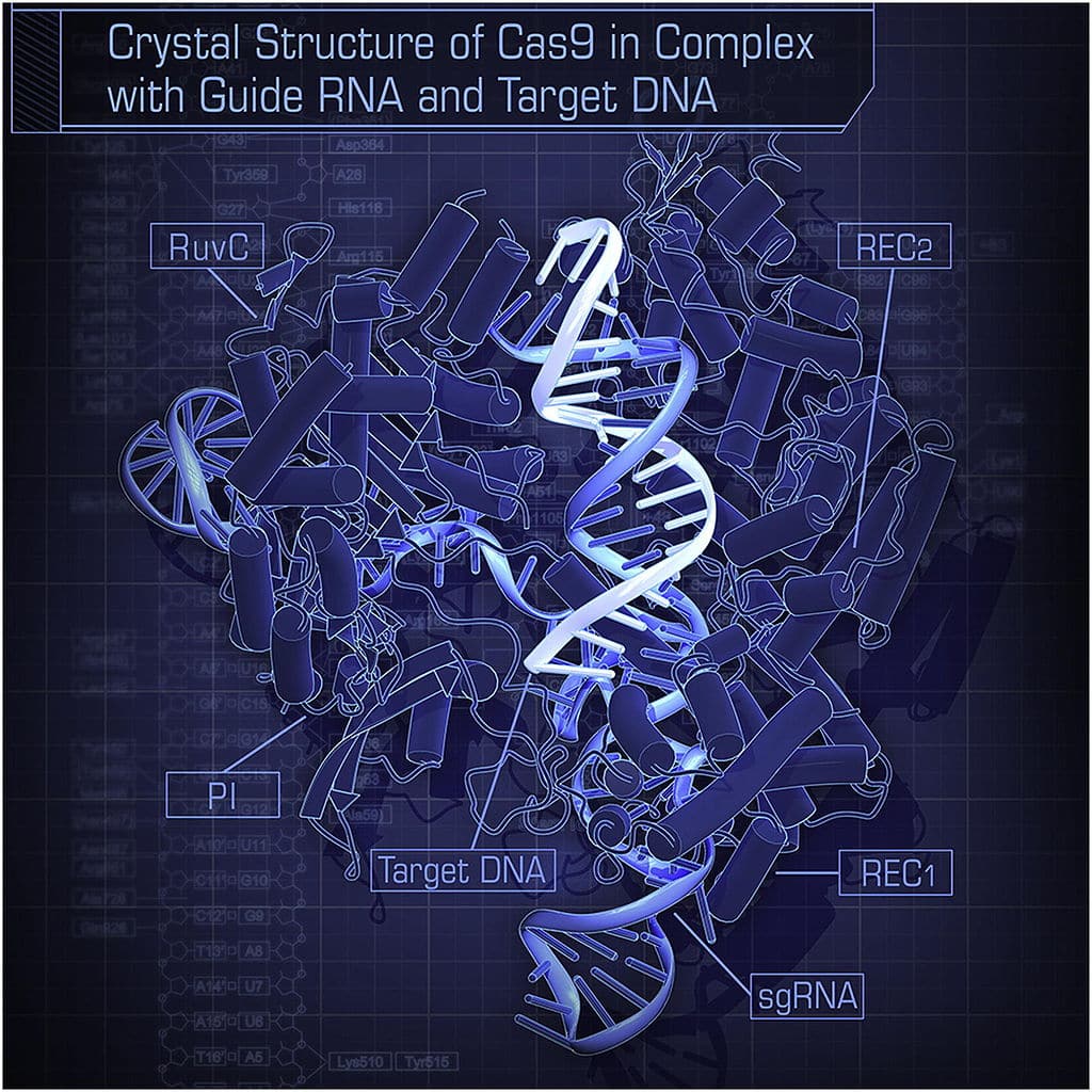 crystal_structure_of_cas9_in_complex_with_guide_rna_and_target_dna