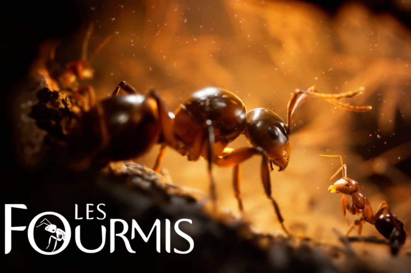 jeu video les fourmis