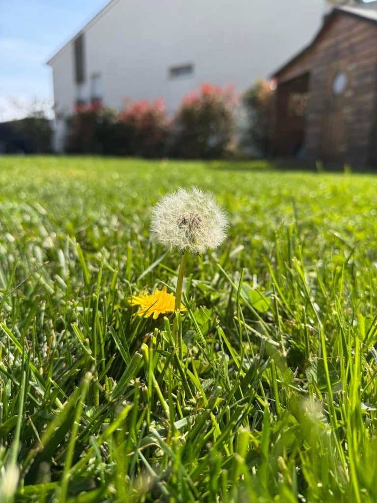 Test Nothing Phone 4a