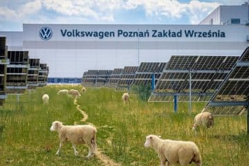 moutons volkswagen