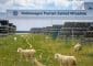 moutons volkswagen