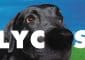 embleme lycos va chercher chien